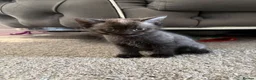 British Shorthair cats for sale: Half Bsh absolutely beautiful kittens - Advert 14