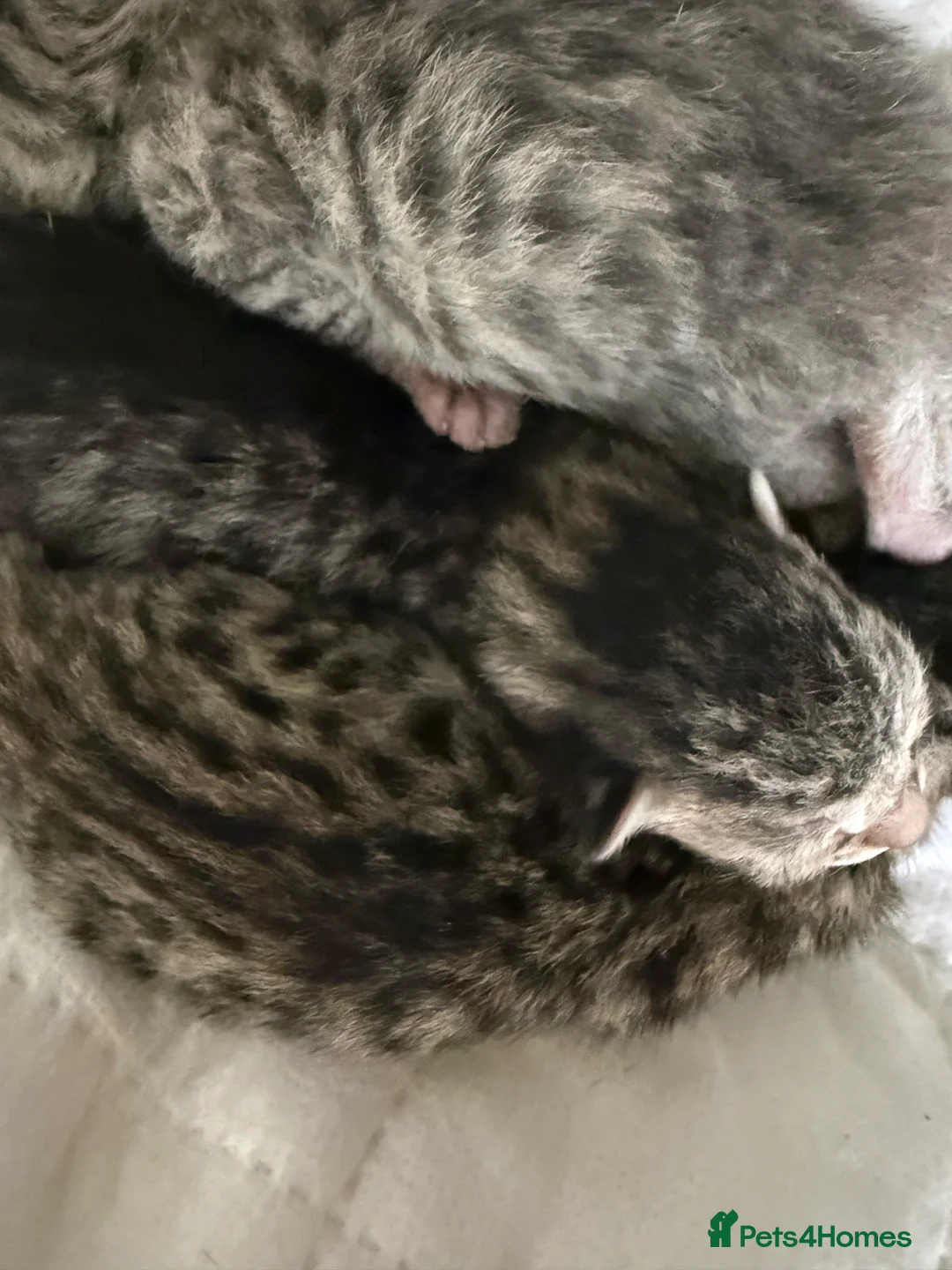 Savannah cats for sale: Striking savannah kittens silver & black/gold - Advert 20
