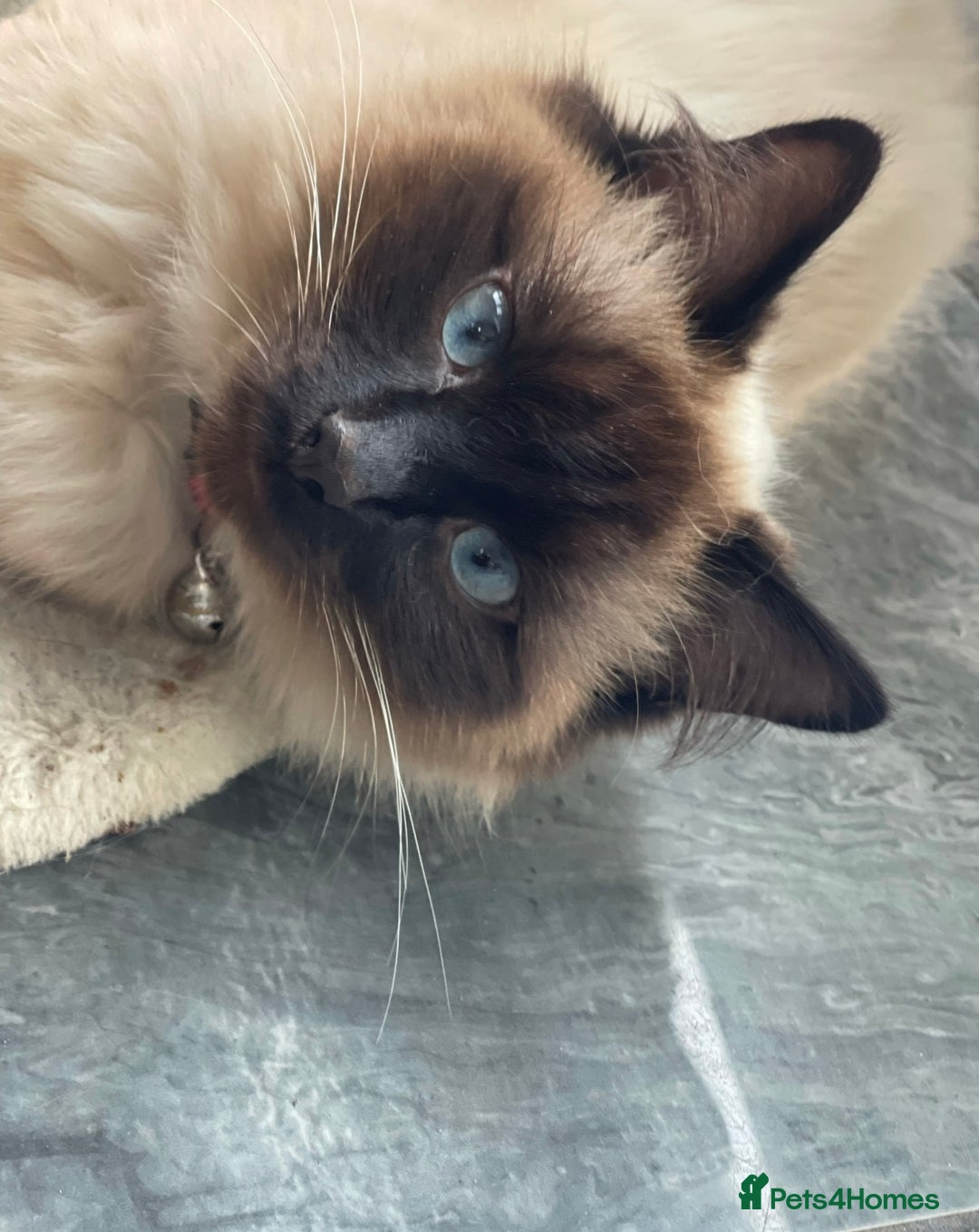 Ragdoll cats for sale: Rehoming my Ragdoll Cat - Advert 1