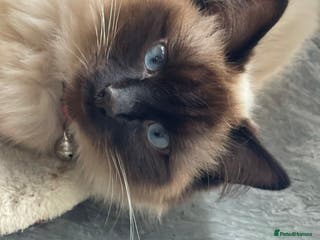 Ragdoll cats Rehoming my Ragdoll Cat - Advert 1