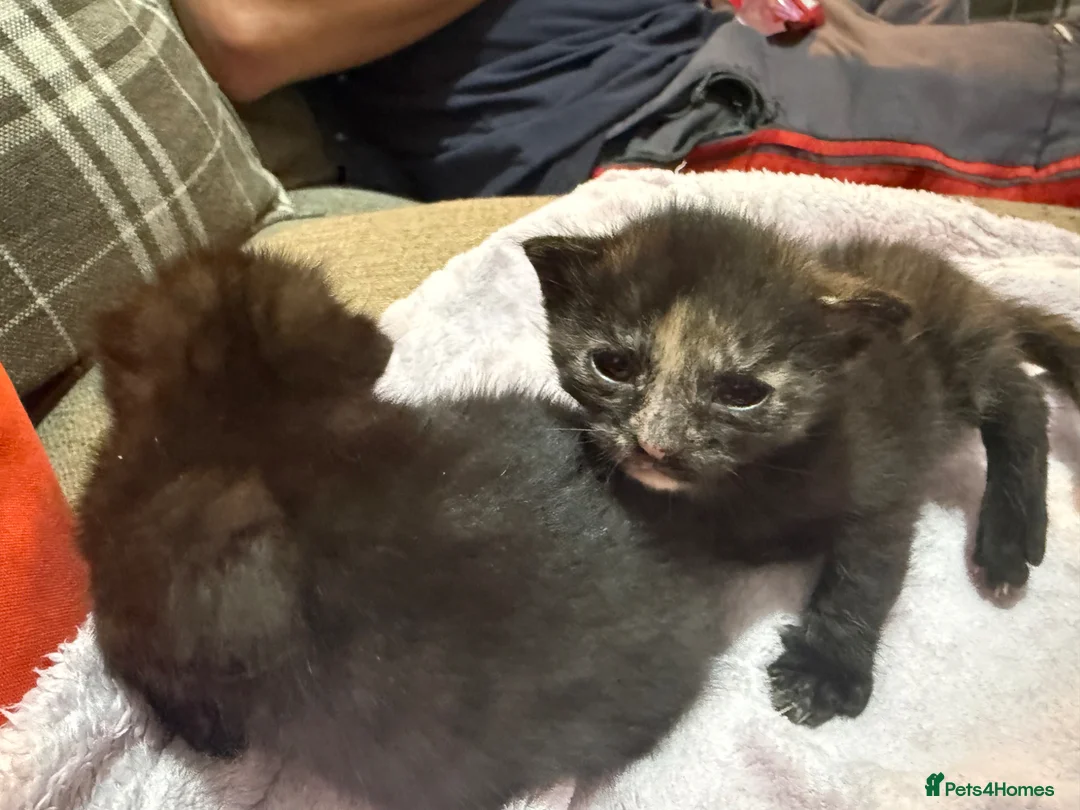 Mixed Breed cats for sale: 1 black and 1 tabby girl kittens  in March - Advert 2