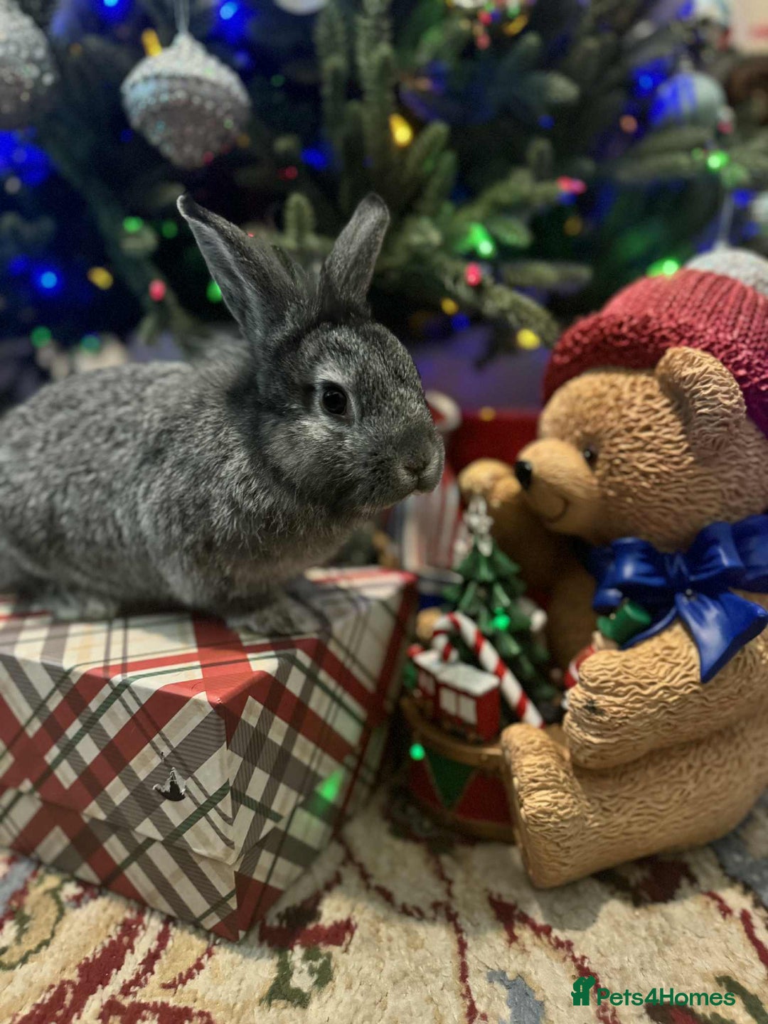 French Lop rabbits for sale: French lops and lion heads  - Advert 19