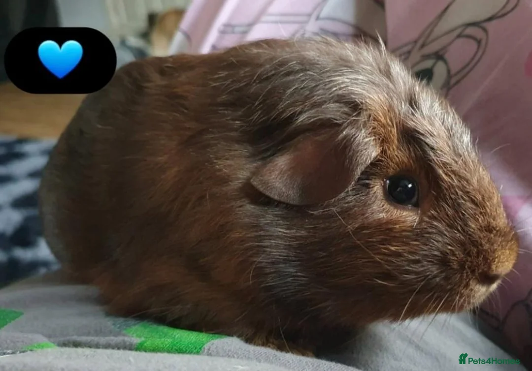 Guinea Pig rodents for sale: Beautiful guinea pigs - Advert 1