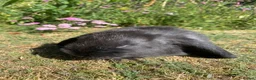 French Lop rabbits for sale: Beautiful French lops for sale Mixed gender - Advert 7