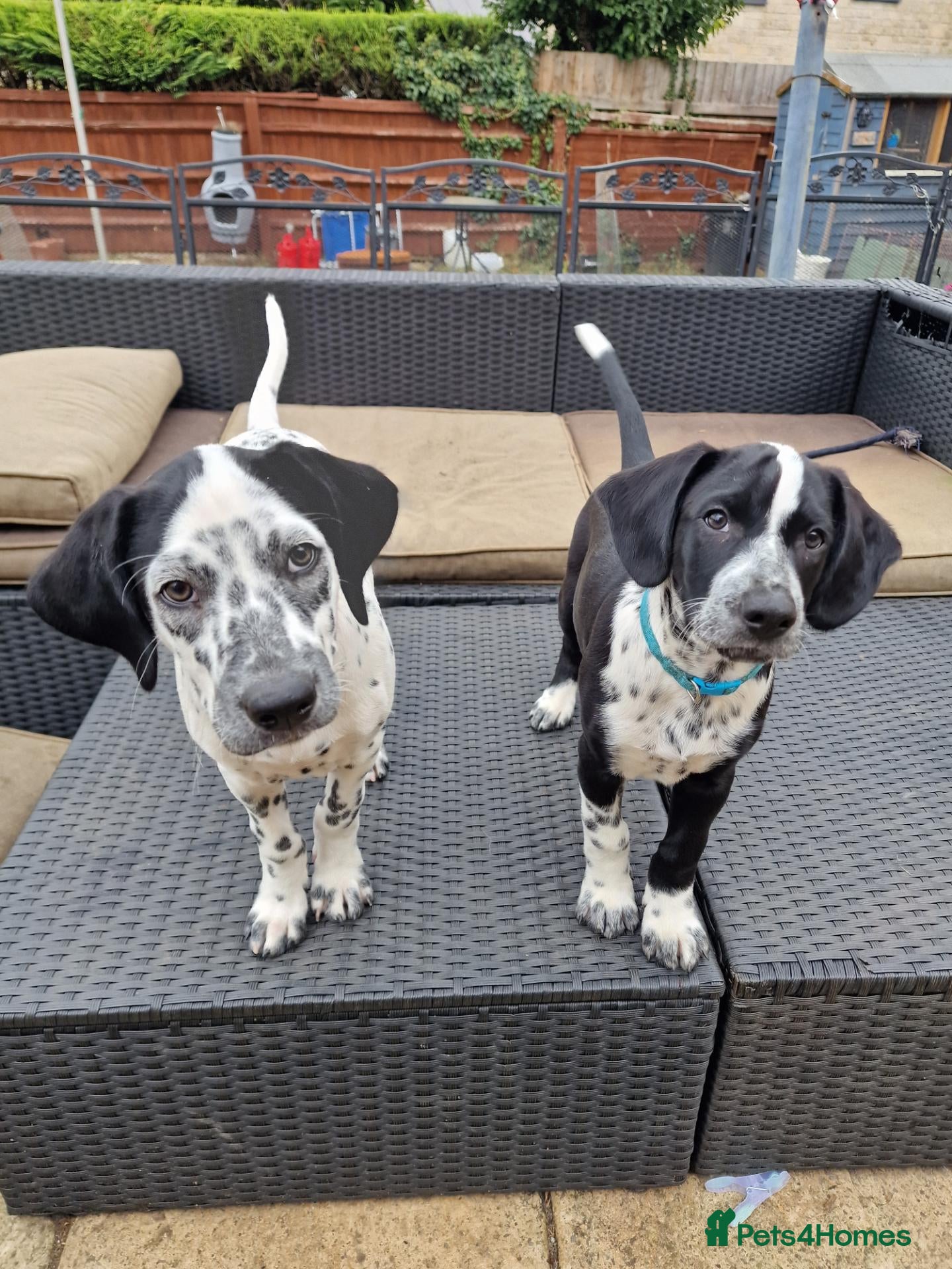Mixed Breed dogs Reduced to find homes 2 boys Sprollie x Dalmatian  - Advert 4