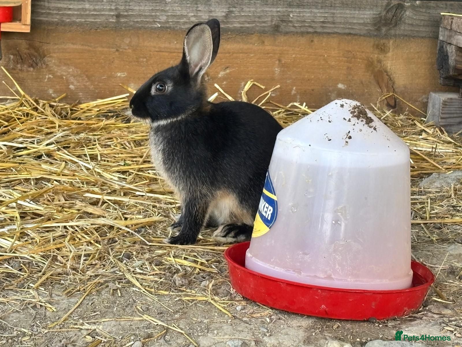 Mixed Breed rabbits Mixed breed pet rabbits - Advert 2