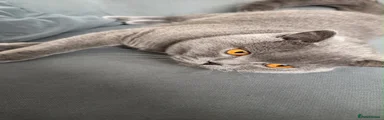 British Shorthair 1