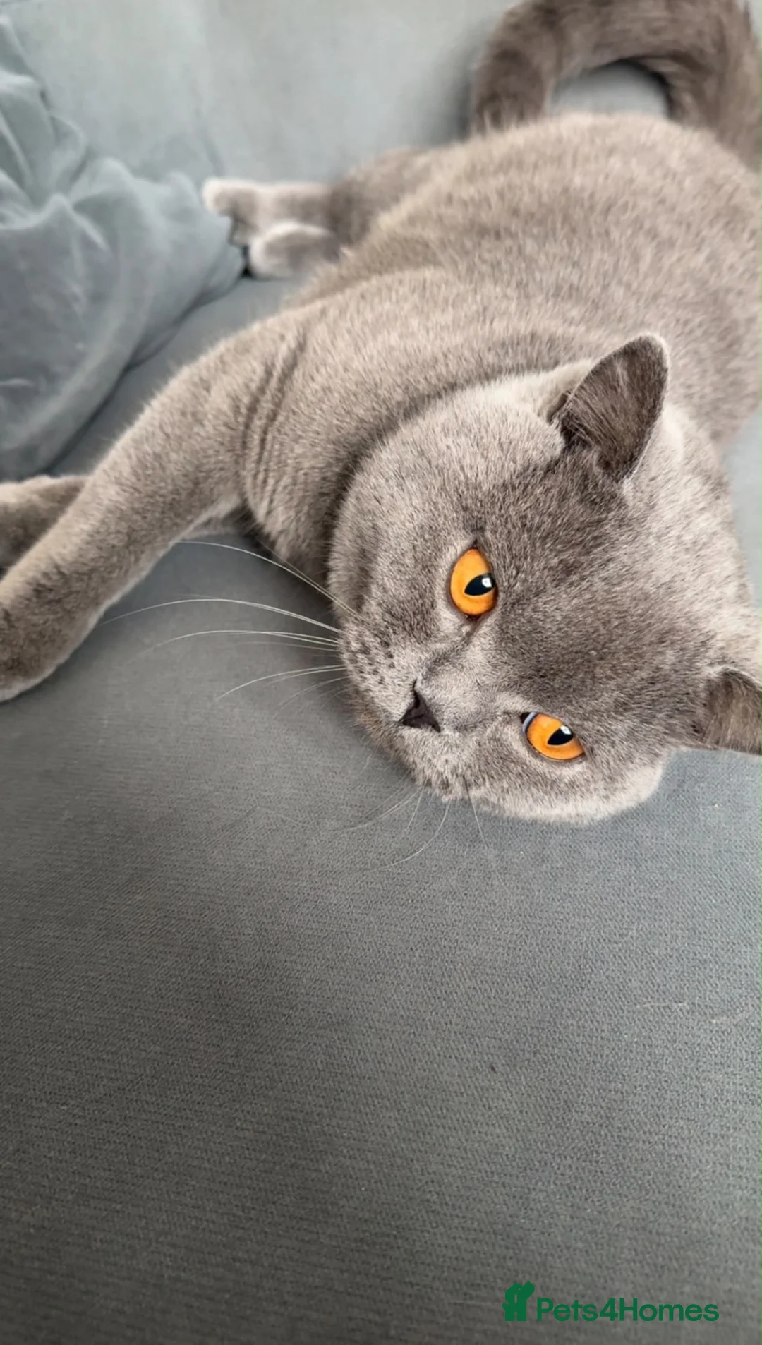 British Shorthair cats for sale: Male British Shorthair for sale - Advert 2