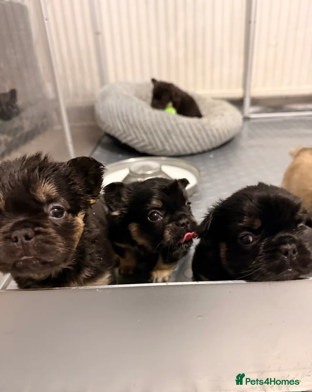 French Bulldog dogs for sale: Reduced 1 Female visual fluffy - Ready now - Advert 8