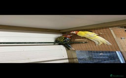 Parakeets birds for sale: Rosellas  - Advert 2