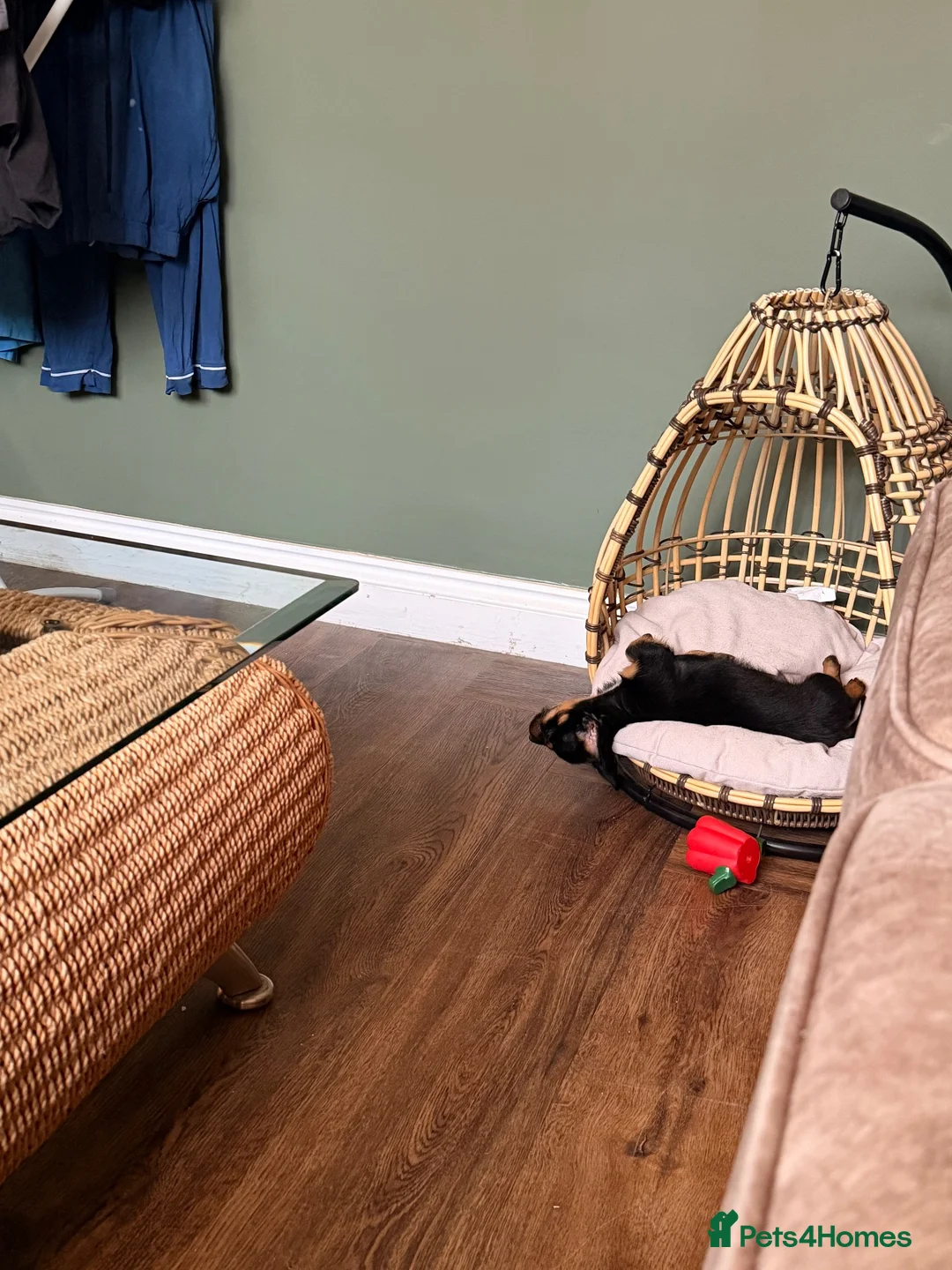Mixed Breed dogs for sale: 3/4 Jack Russell, 1/4 Yorkshire terrier  in Malton - Advert 4