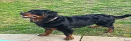 Rottweiler dogs for sale: Gorgeous long haired Rottweiler  in Swindon - Advert 3