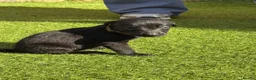 Mixed Breed dogs for sale: Bedlington whippet in Bradford - Advert 35