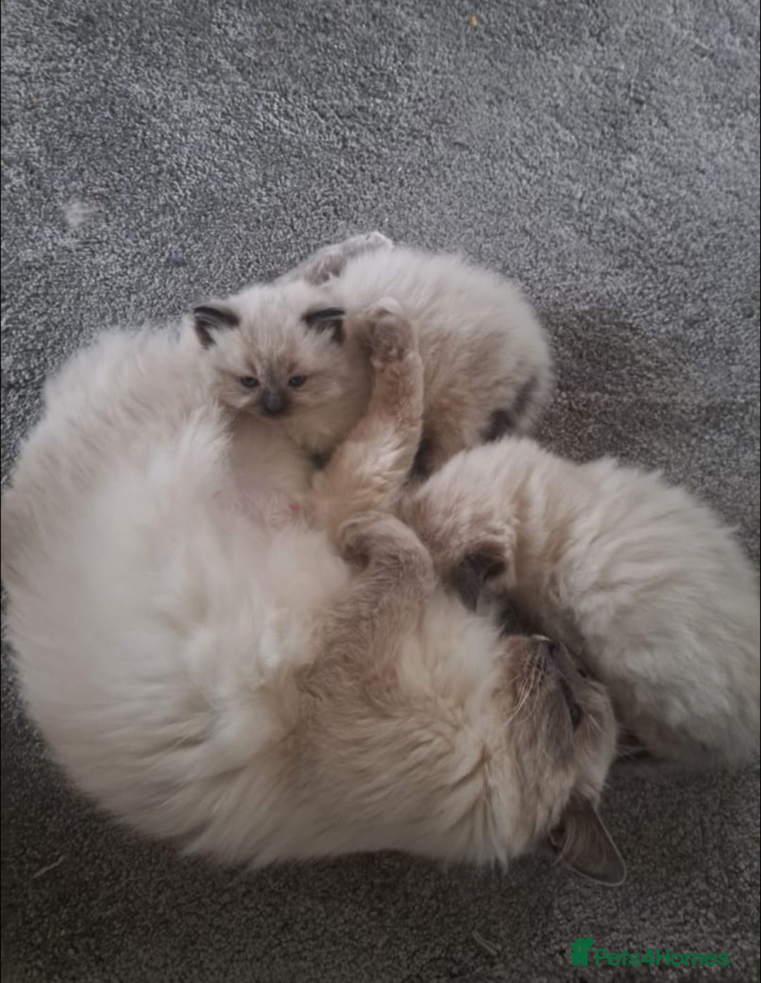 Ragdoll cats for sale: Ragdoll boys for new homes - Image 9