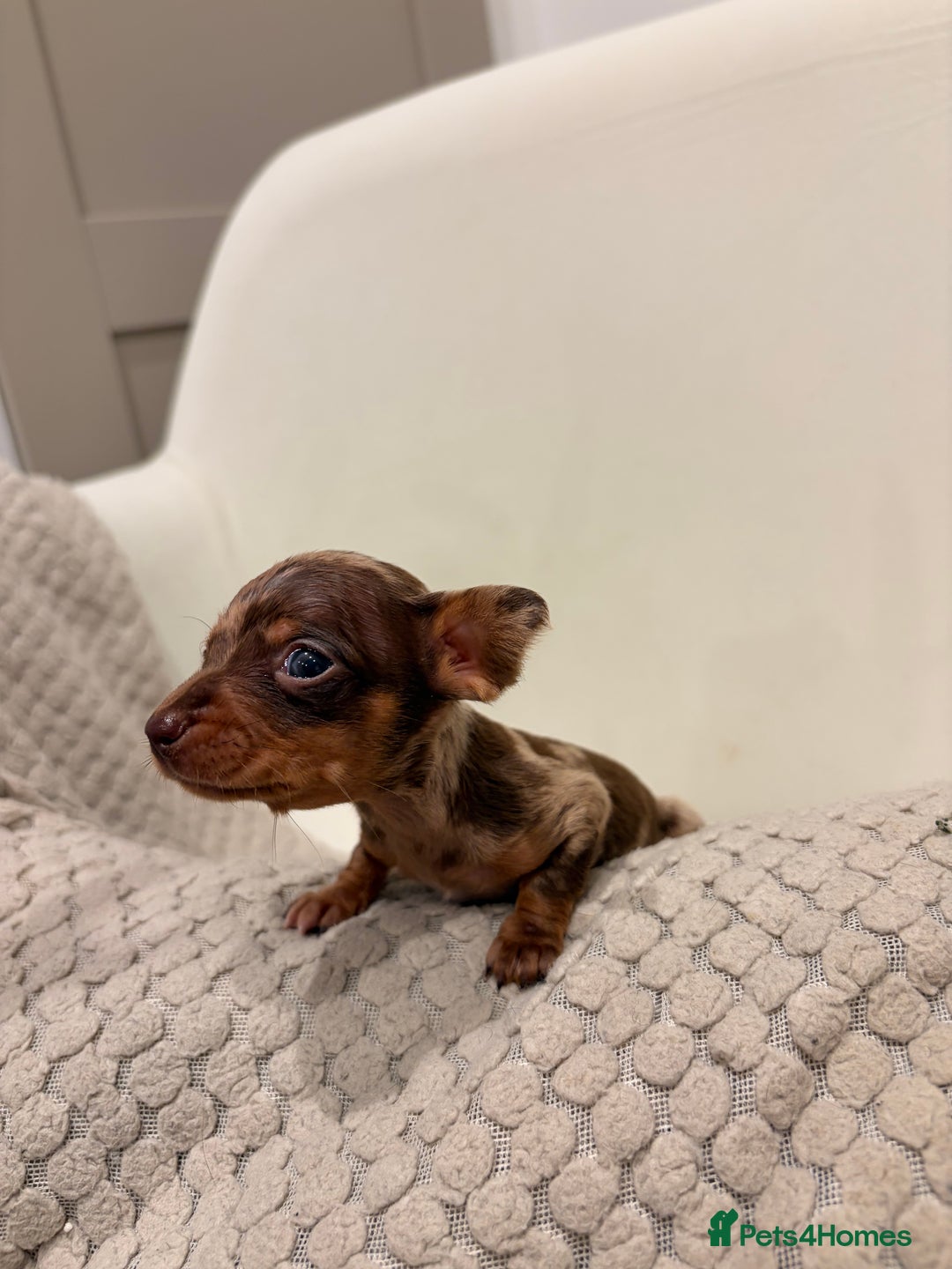 Dachshund dogs for sale: Sausage dog puppys - Advert 4