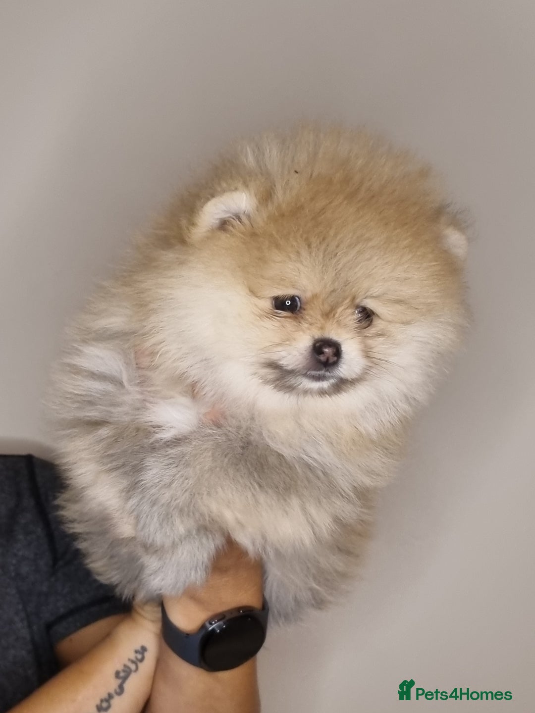 Pomeranian dogs for sale: CHAMPION BLOODLINE 3 female 1 male - Image 10