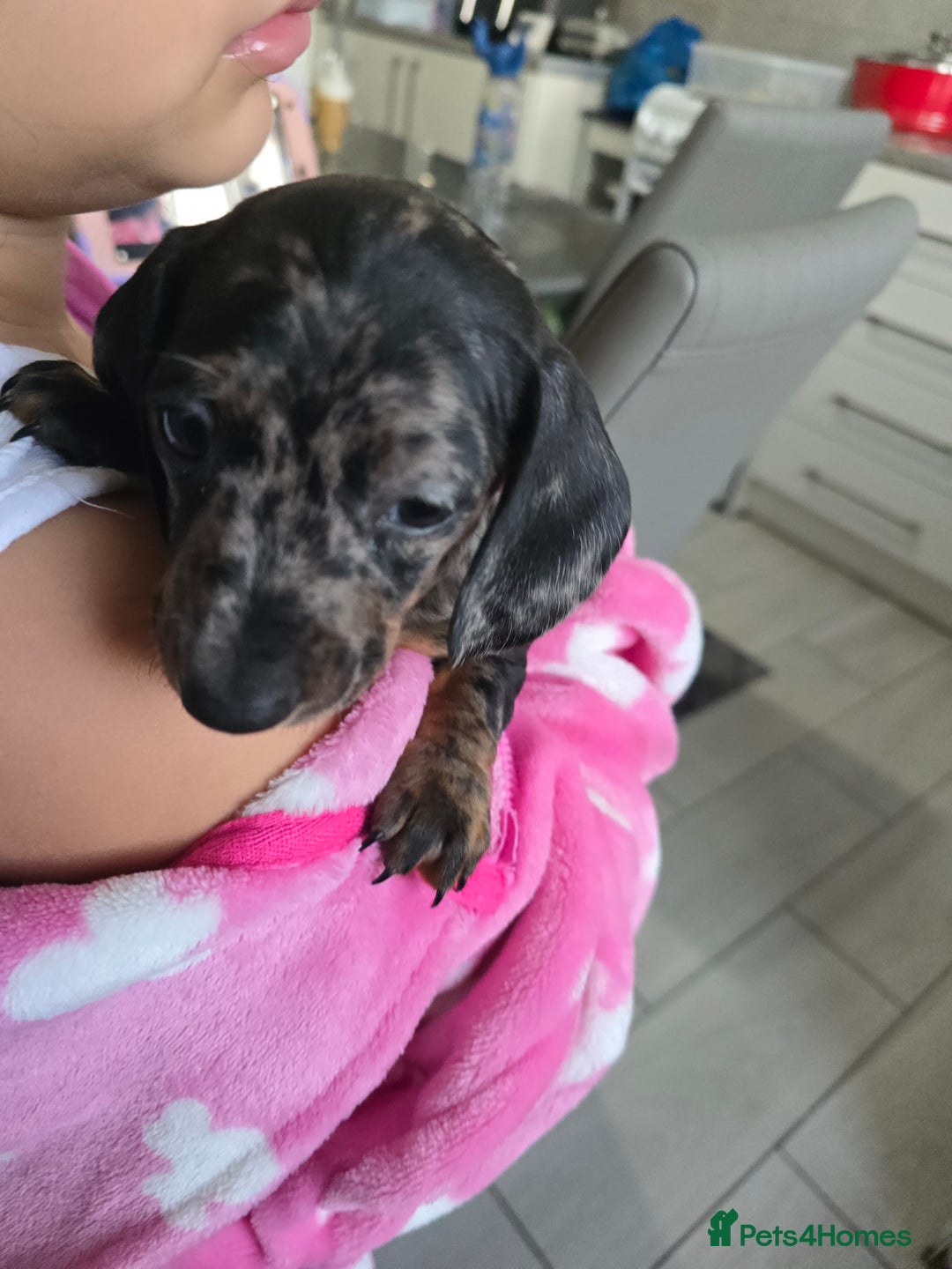Dachshund dogs for sale: 6 mini daschunds looking for new home - Advert 6