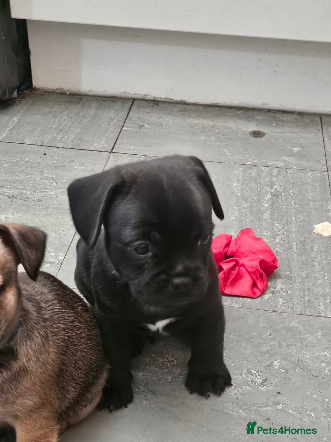 Mixed Breed dogs for sale: Reduced to 400 - Image 4