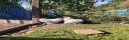 Chickens poultry for sale: Two Lavender Pekin cockerels  - Advert 3