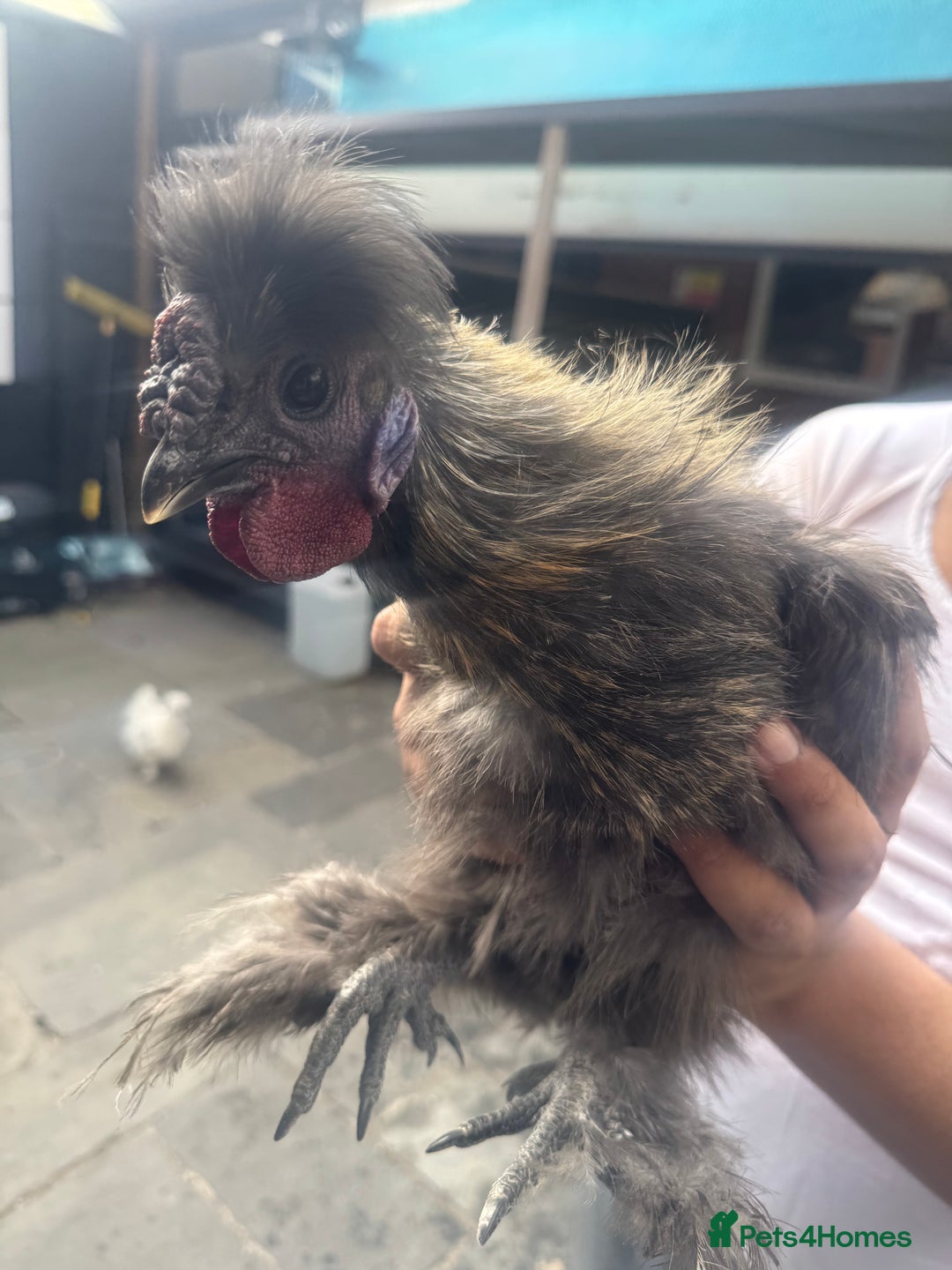 Chickens poultry for sale: USA Silkie Bantam Pullets in Birmingham - Image 2