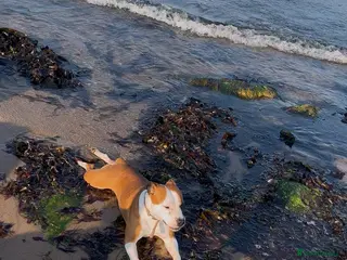 Staffordshire Bull Terrier dogs Ana,is ready for new home - Advert 1