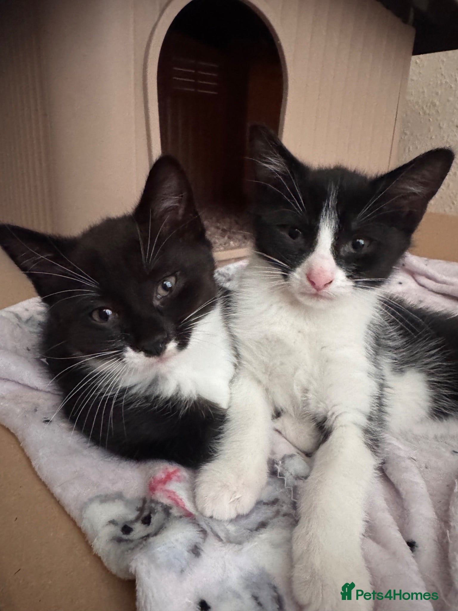Mixed Breed cats for sale: 😻Adorable Kittens Looking for Their Homes 🐾 - Advert 2