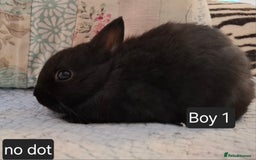Netherland Dwarf rabbits for sale: Purebred Netherland Dwarf Rabbits Now  - Image 4