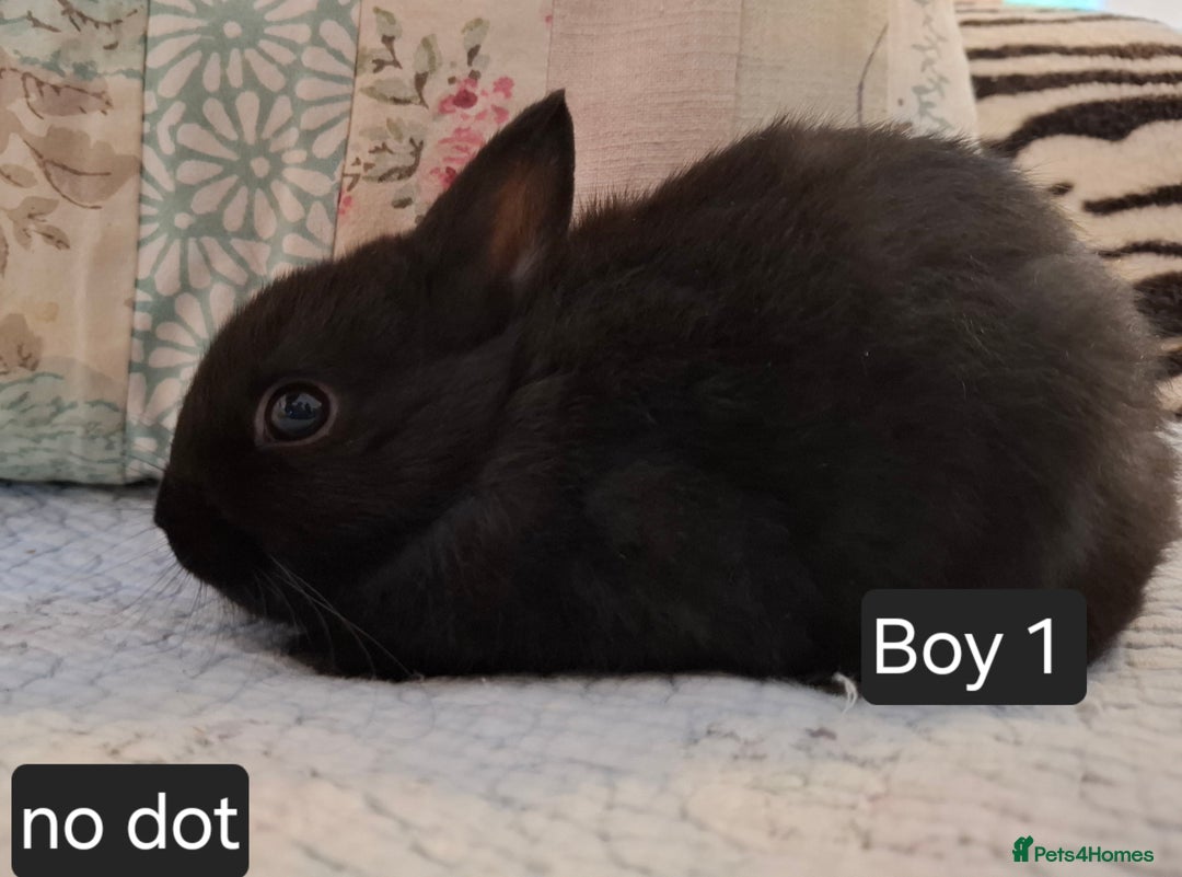 Netherland Dwarf rabbits for sale: Purebred Netherland Dwarf Rabbits Now  - Image 4