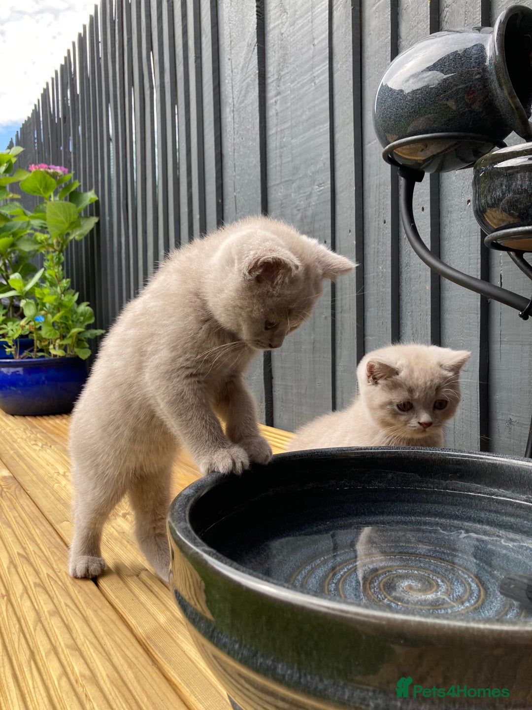 British Shorthair cats for sale: READY TO LEAVE Champion bloodline pedigree kittens - Image 23