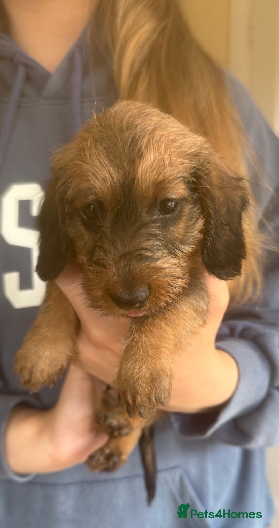Miniature Dachshund dogs for sale: Stunning miniature wire haired dachshunds  - Image 3