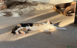 Oriental cats for sale: Sweet Confident Baby Girl - Image 5