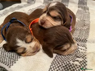 Cocker Spaniel dogs ⚡️Beautiful KC Show-Type Cocker Spaniel Puppies⚡️ - Advert 1