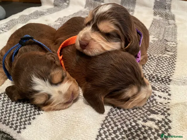 Cocker Spaniel dogs ⚡️Beautiful KC Show-Type Cocker Spaniel Puppies⚡️ - Advert 18