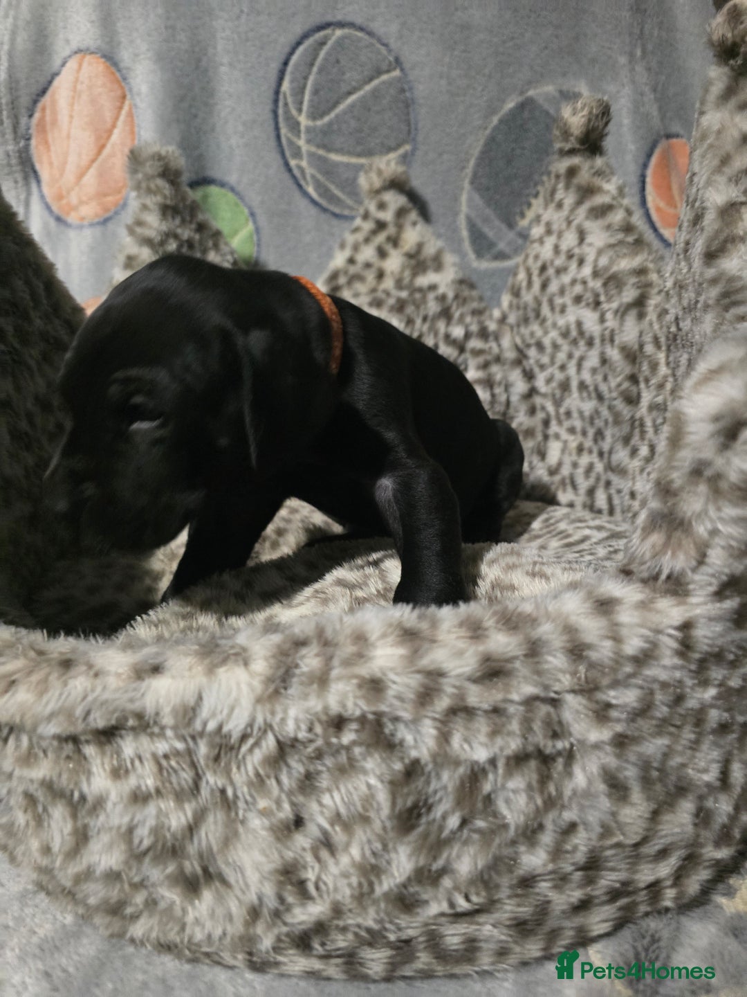 Great Dane dogs for sale: Beautiful great danes - Advert 8