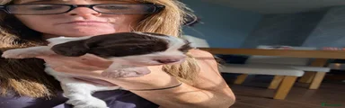 Cockapoo 2