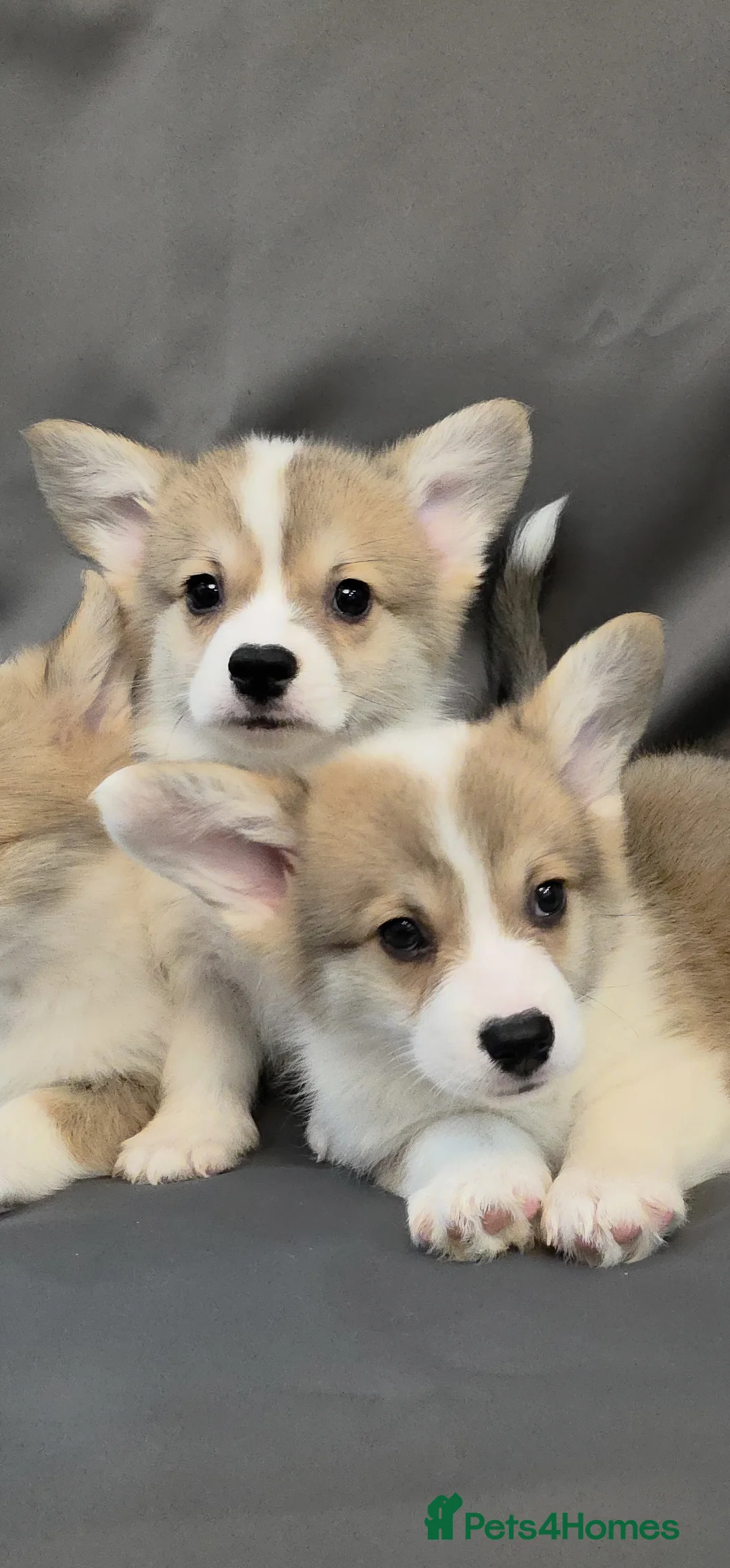 Welsh Corgi Pembroke dogs for sale: 33rd Generation KC Mixed Tail Pembroke Corgi Pups - Advert 24
