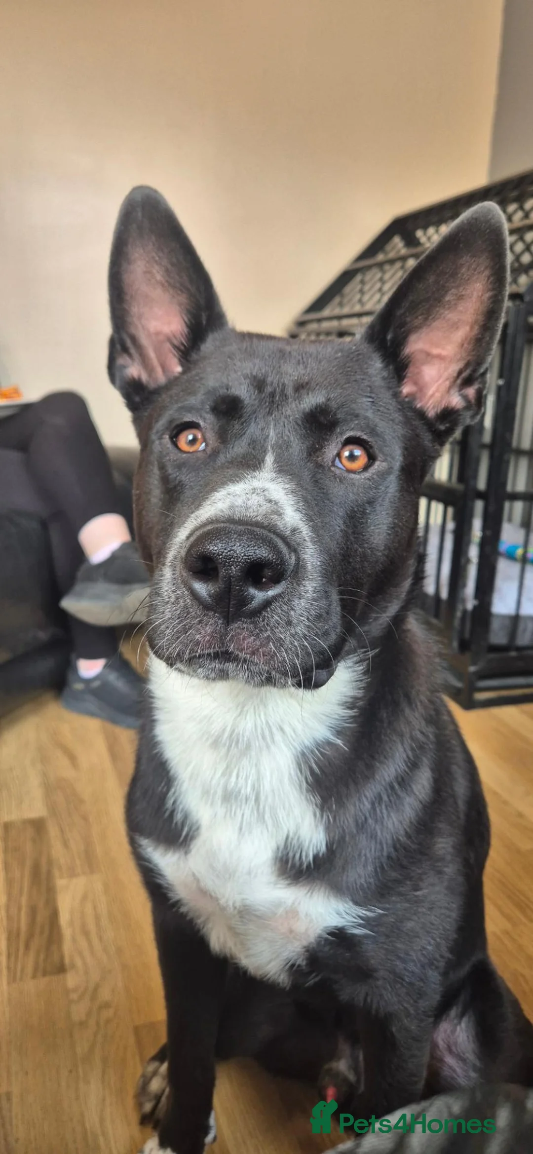 Mixed Breed dogs for sale: Duke  in Shaftesbury - Advert 14