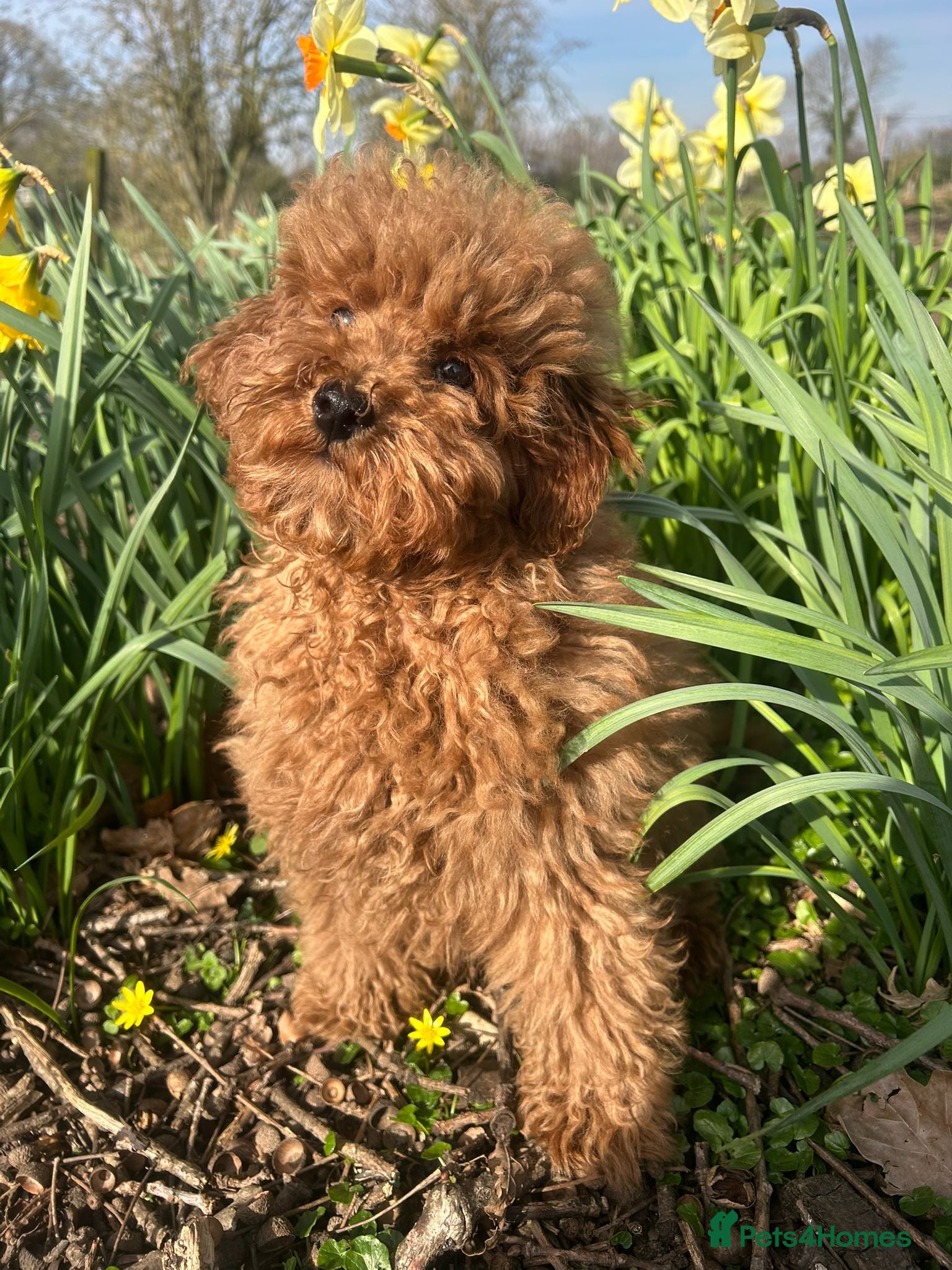 Toy Poodle dogs Deep Red KC Reg. PRA clear Female Toy Poodle Puppy - Advert 18