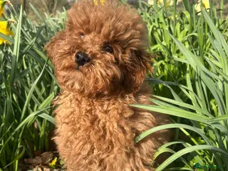 Toy Poodle dogs Deep Red KC Reg. PRA clear Female Toy Poodle Puppy - Advert 18