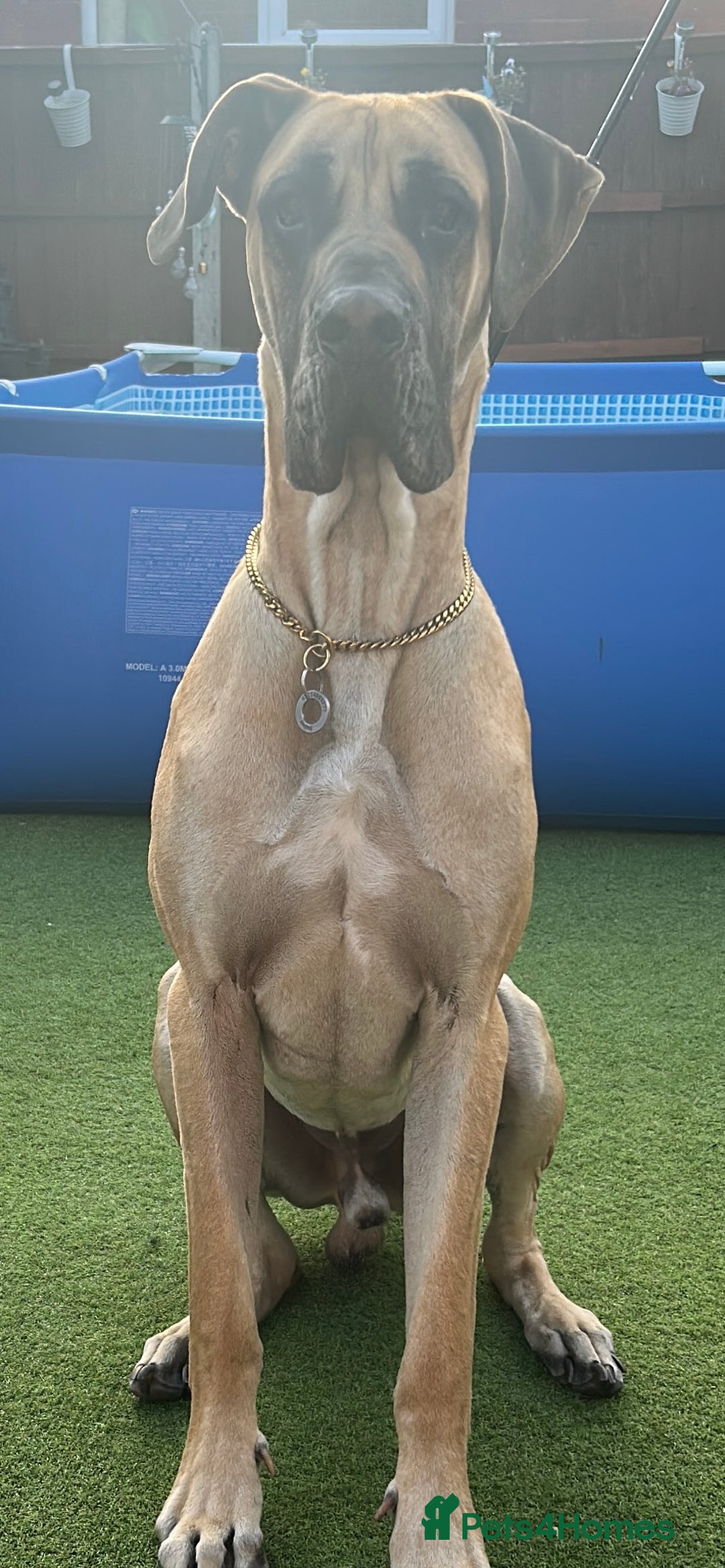 Great Dane dogs for stud: Great Dane to stud in Preston - Advert 2