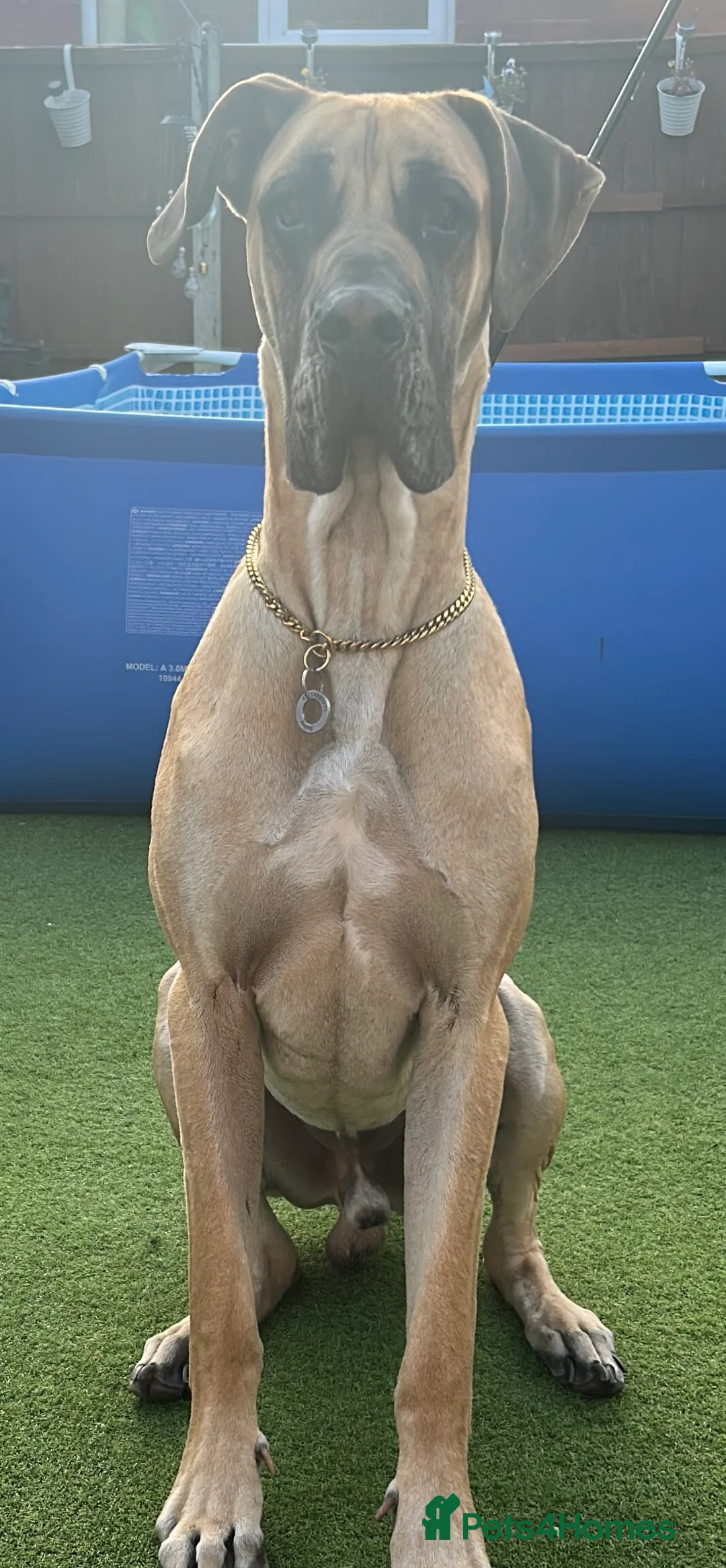 Great Dane dogs for stud: Great Dane to stud - Advert 2