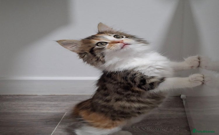 Maine Coon cats - Advert 15
