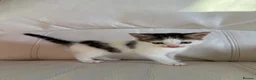 Mixed Breed cats for sale: Gorgeous kittens for sale  in Blandford Forum - Advert 19