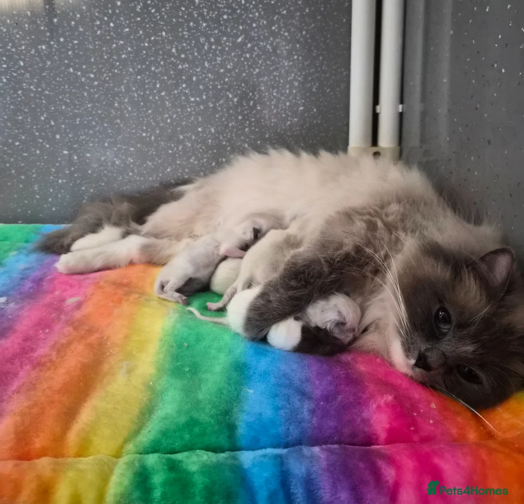 Ragdoll cats for sale: GCCF Registered Ragdoll Kittens  - Advert 1