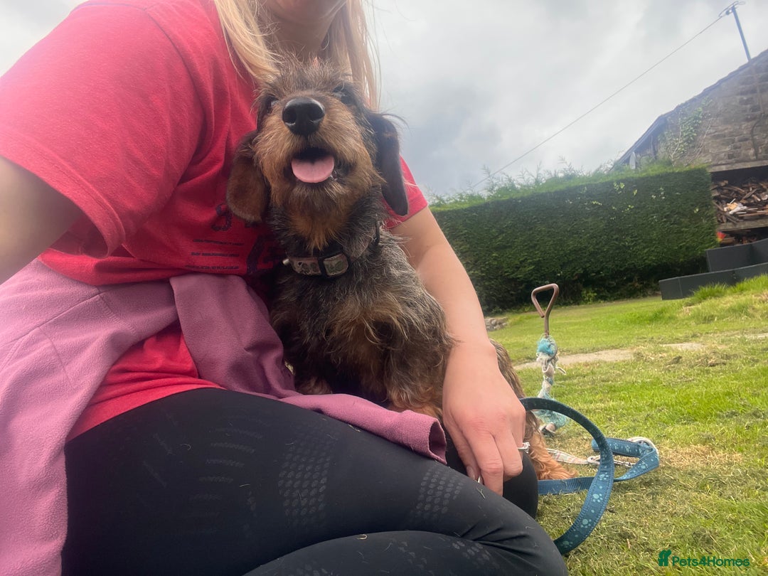 Dachshund dogs for sale: Wire haired dachshund puppies - Image 20