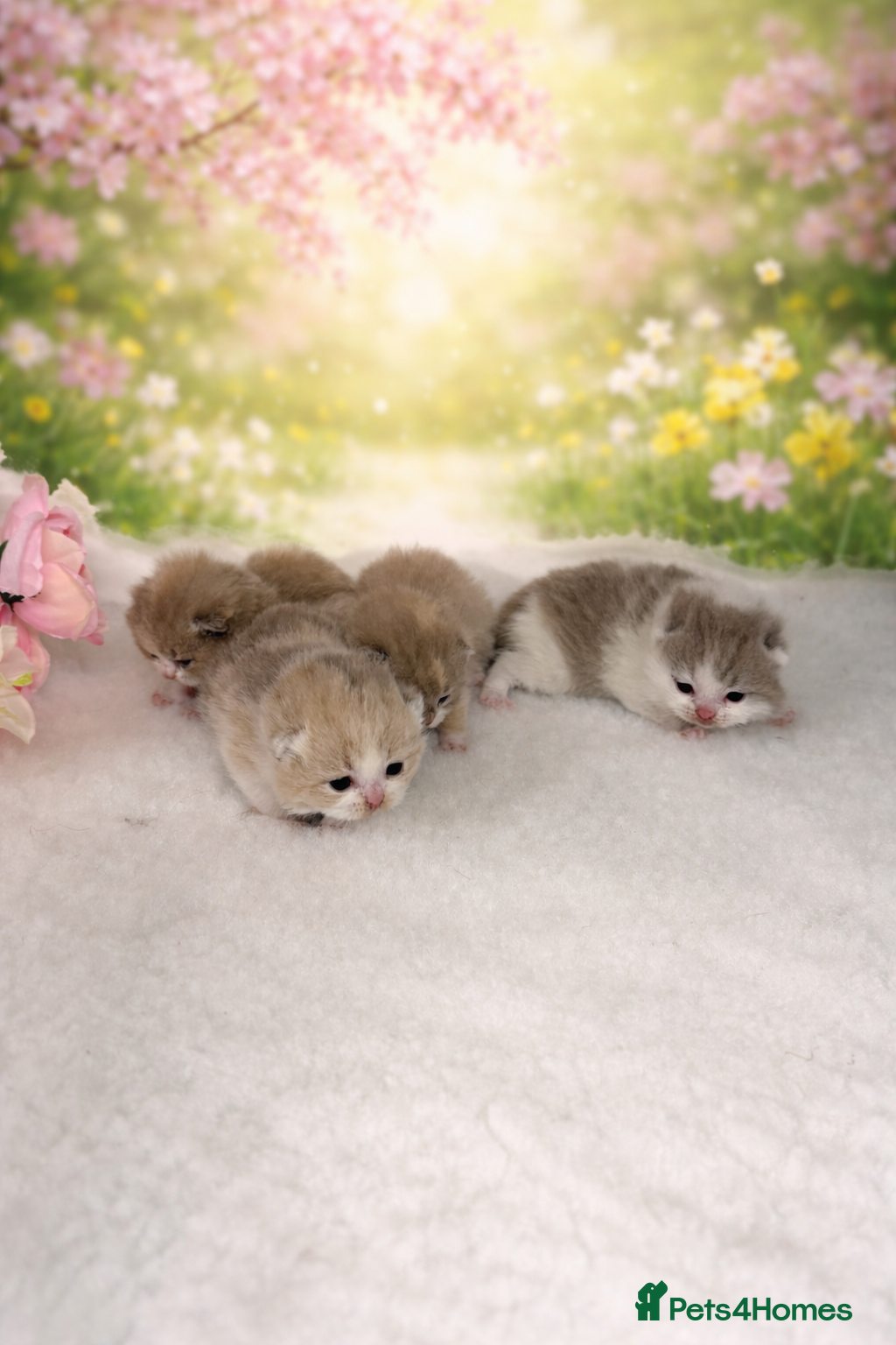 British Shorthair cats BRITISH SHORTHAIR - Full Pedigree/Registered  - Advert 1