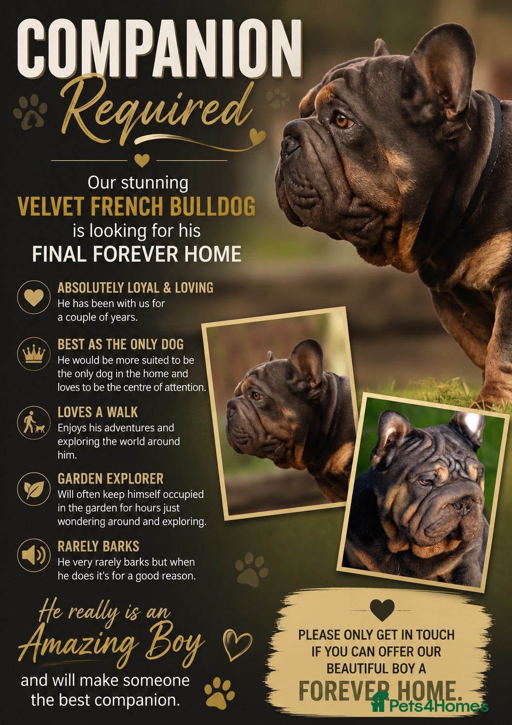French Bulldog dogs Velvet French bulldog  - Advert 12