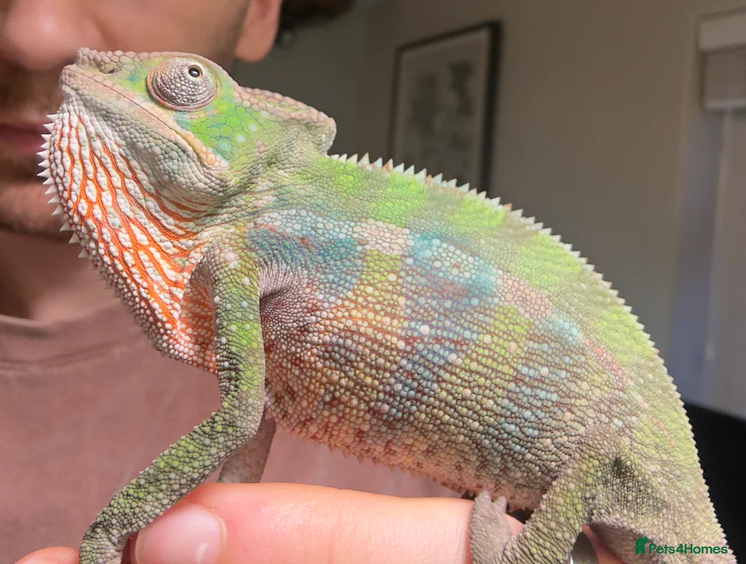 Chameleon reptiles for sale: Ambilobe Panther Chameleon Male - Advert 6