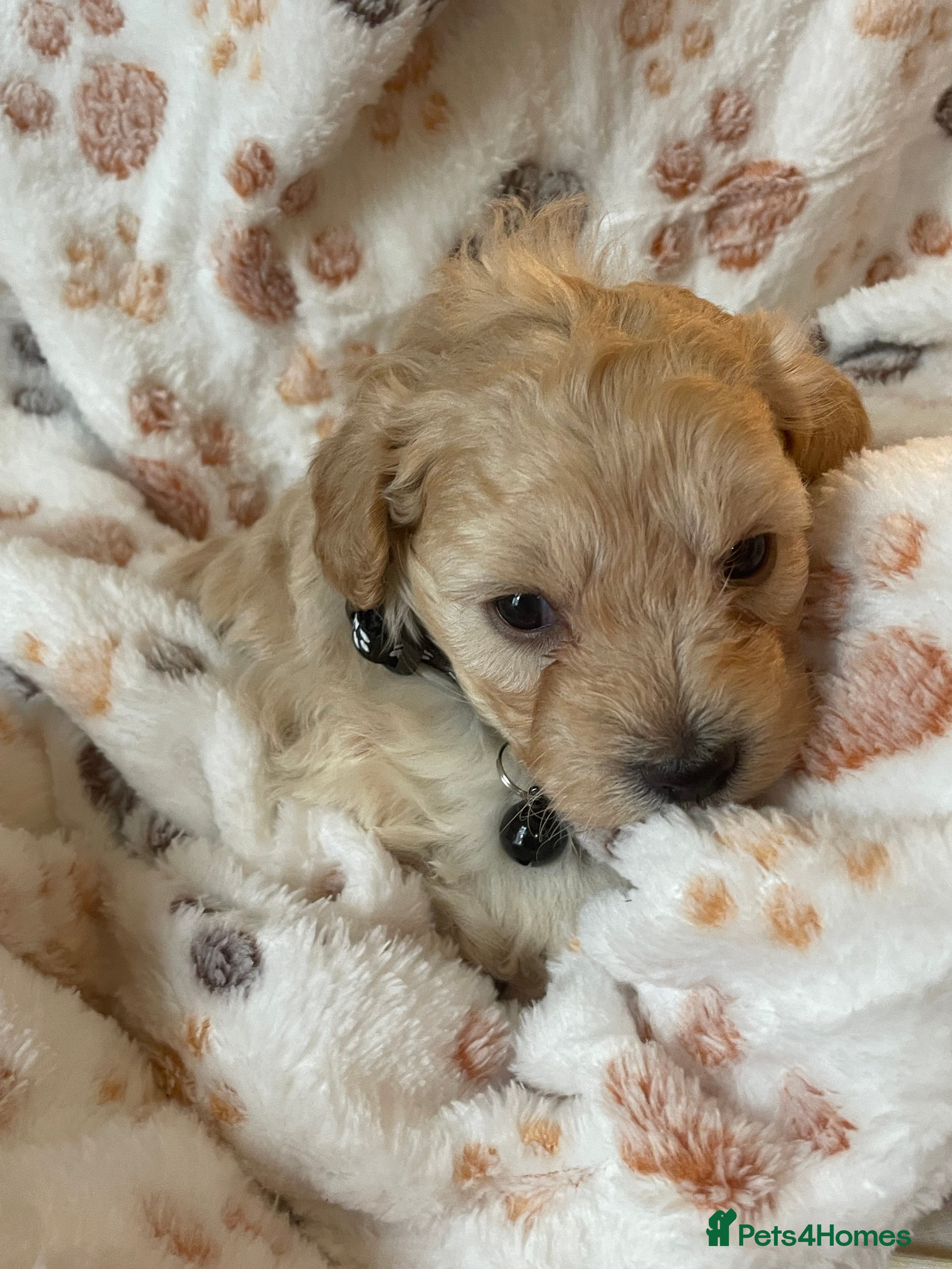 Mixed Breed dogs F1b cockerpoo - Advert 17