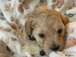 Mixed Breed dogs F1b cockerpoo - Advert 17